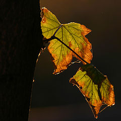 photo "autum and leaf 2"