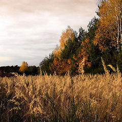 фото "Polish autumn"