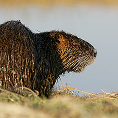 photo "Nutria (Myocastor coypus)"