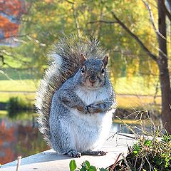 photo "a fat squirrel"