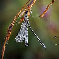 photo "Wet morning"