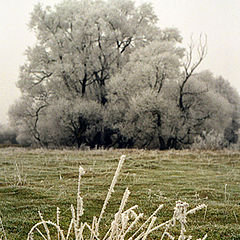 photo "Hoar-frost (1)"