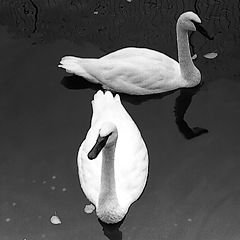 photo "Swan Lake"