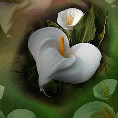 photo "Calla Lilies"