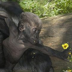 photo "The young naturalist."