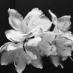 фото "Azalea still life"