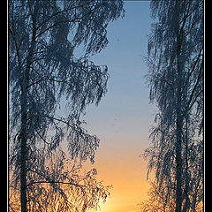 фото "Blue & Yellow"