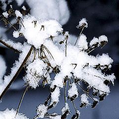 photo "Freshness of winter"