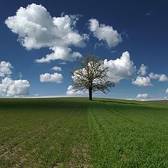 photo "the tree"