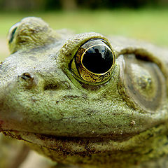 photo "Green Frog"