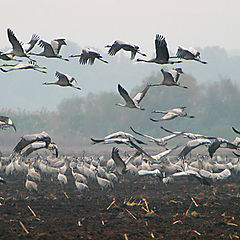 photo "Migratory birds"