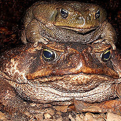 photo "Family portrait of Giant Toads"