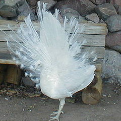 photo "White Peacock"