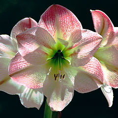 photo "Amaryllis"