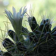 photo "Prickly tenderness"