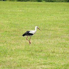 photo "A white bird with a black mark"