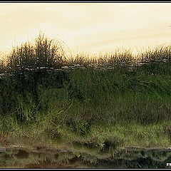 photo "Magic grasses"