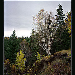 photo "Lonely birch tree"