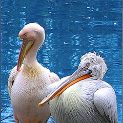 фото "пеликаны"