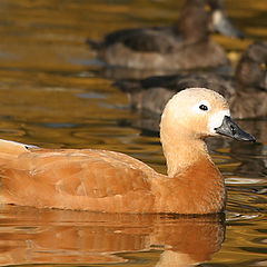 photo "Golden duck"