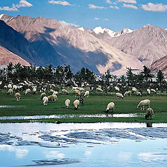 фото "Wild sheep chase to start right away."