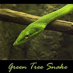 фото "Green Tree Snake"