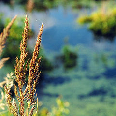 photo "The found charm ..."