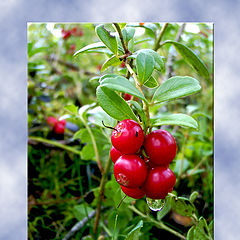 photo "Cowberry"