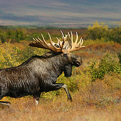 photo "The Rack"