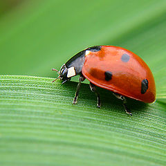 photo "ladybug"