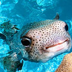 photo "Puffer Fish"