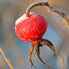 photo "Winter etude"