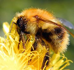 photo "Shaggy bumblebee"