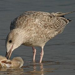 photo "I am eating"