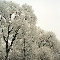 photo "Hoar-frost (2)"