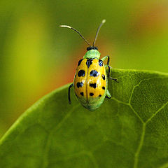 photo "Brazilian Bug"