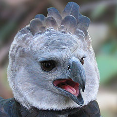 photo "Harpy Eagle"