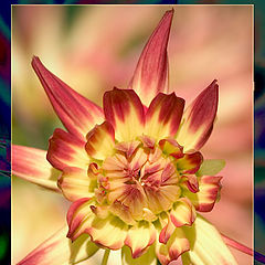 photo "Red Dahlia"