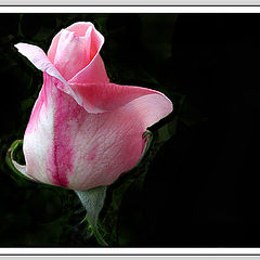 фото "... simple rose..."