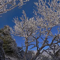 photo "Hoarfrost"