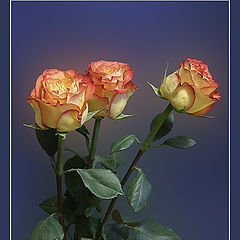 photo "Three roses"