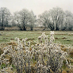 photo "Hoar-frost (3)"