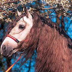 photo "Horse"