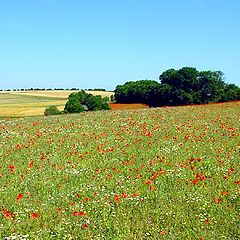 photo "Poppy field"