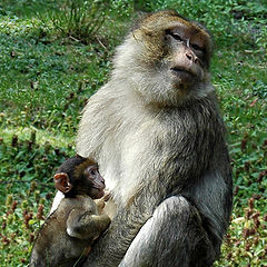 фото "Monkey family"