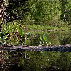 photo "mirror (for Igor Torgachkin )"