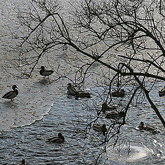 photo "Morning bath"