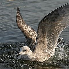 photo "Landing"