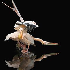 photo "Etude. Pelicans and yellow leaf."