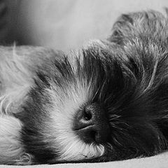 photo "Baby puppy sleeping"